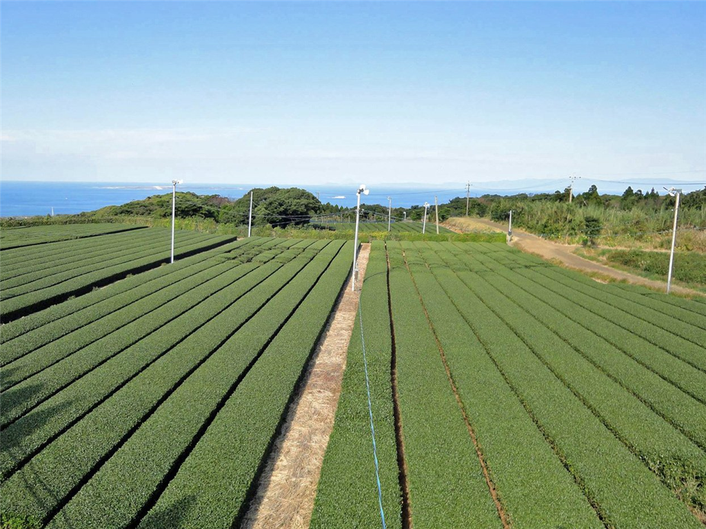 Zeleni čaj Supreme Shincha Shoju Tanegashima LETNIK 2024